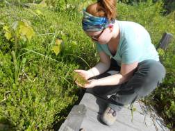 Clarice collecting a sample of sphagnum for a trial incubation. 